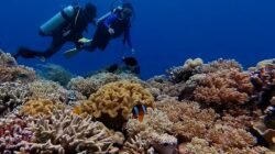 Destinasi Wisata Bawah Laut Indonesia. Foto: Instagram