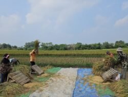 Panen Padi Musim Gadu di Lampung Timur Melimpah, Harga Gabah Naik hingga Rp6.800/Kg
