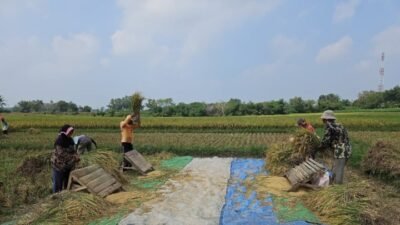 Panen Padi Musim Gadu di Lampung Timur Melimpah, Harga Gabah Naik hingga Rp6.800/Kg