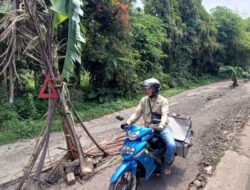 Protes Jalan Rusak, Warga Sumbang Tanam Pohon Pisang