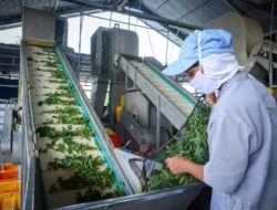 Kementerian UMKM Dorong Hilirisasi Melalui Digitalisasi Usaha Kecil