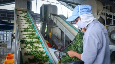 Kementerian UMKM Dorong Hilirisasi Melalui Digitalisasi Usaha Kecil