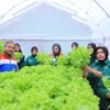 Kilang Pertamina Cilacap Dorong Hidroponik di Kalijaran untuk Kemandirian Pangan Warga