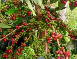 Harga Kopi Melambung, Petani Purbalingga Semakin Bergairah
