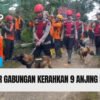Video Tim SAR Kerahkan 9 Anjing Pelacak dan 9 Alat Berat di Longsor Majenang