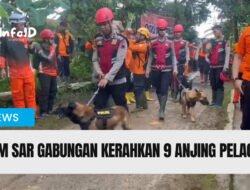 Video Tim SAR Kerahkan 9 Anjing Pelacak dan 9 Alat Berat di Longsor Majenang