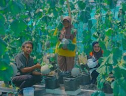 Panen Perdana Melon, Kilang Cilacap Dorong Ketahanan Pangan dan Gizi Warga Pesisir