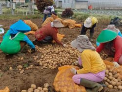 Produktivitas Kentang Kerinci Naik, Tantangan Bergeser ke Pasar dan Hilirisasi