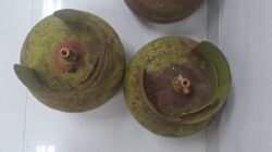 Satreskrim Polresta Banyumas Bongkar Pencurian Toko di Somagede, 4 Pelaku Ditangkap