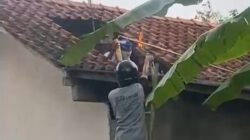 Masinis di Kroya Cilacap Tewas Diserang Tawon Vespa Saat Bersihkan Toren Rumah