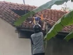 Masinis di Kroya Cilacap Tewas Diserang Tawon Vespa Saat Bersihkan Toren Rumah