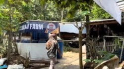 Peternak Kambing di Banyumas Beralih dari “Tabungan Darurat” ke Bisnis Agribisnis