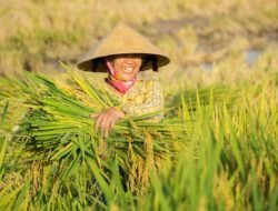 Pemerintah Pastikan Stok Beras Aman hingga Hampir Setahun, Produksi Nasional Lampaui Konsumsi