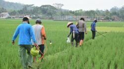 Polri hingga Siswa SD Turun ke Sawah, Gerakan Basmi Hama Tikus di Banyumas