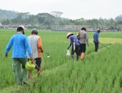 Polri hingga Siswa SD Turun ke Sawah, Gerakan Basmi Hama Tikus di Banyumas