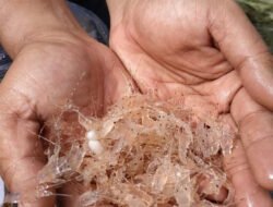 DPR Usulkan Panja Benih Lobster, Soroti Nasib Nelayan yang Kian Tertekan