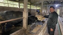 Dari Jagal Sapi Jadi Peternak Langganan Presiden, Kisah Ganjar Rawat Sapi Kurban Jumbo di Banyubiru