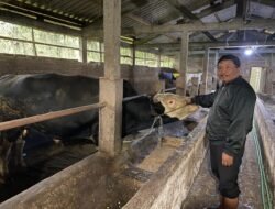 Dari Jagal Sapi Jadi Peternak Langganan Presiden, Kisah Ganjar Rawat Sapi Kurban Jumbo di Banyubiru