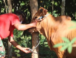 7 Jenis Sapi Kurban Iduladha 2026: Dari Limosin hingga Madura, Lengkap dengan Harga