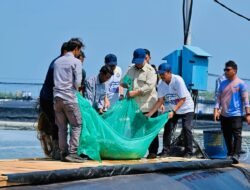 Prabowo Panen Raya Udang di Kebumen, Sebut Indonesia Berpeluang Jadi Produsen Udang Nomor Satu Dunia