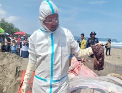 2 Hiu Paus Terdampar Beruntun di Cilacap, Peneliti Temukan Sampah Plastik di Saluran Pencernaan