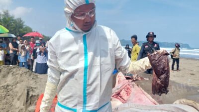 2 Hiu Paus Terdampar Beruntun di Cilacap, Peneliti Temukan Sampah Plastik di Saluran Pencernaan