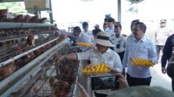 Wajah Baru Nusakambangan: Dulu Angker, Kini Jadi Lumbung Pangan dan Cetak Napi Produktif
