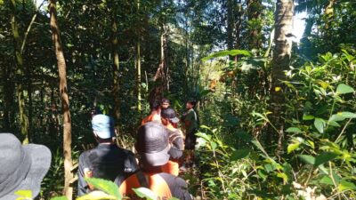 Hari Kedua Pencarian Lansia Hilang di Hutan Paguyangan Masih Nihil, Tim SAR Terkendala Vegetasi Rapat