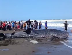 Hiu Tutul Raksasa 1,2 Ton Terdampar di Pantai Cilacap, Sempat Hidup Sebelum Akhirnya Mati