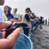 Pantai Lembupurwo Kebumen Jadi Lokasi Konservasi, 100 Tukik Dilepas dan 1.000 Pohon Ditanam