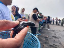 Pantai Lembupurwo Kebumen Jadi Lokasi Konservasi, 100 Tukik Dilepas dan 1.000 Pohon Ditanam