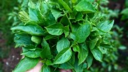 10 Manfaat Daun Kemangi untuk Kesehatan, Bukan Cuma Jadi Lalapan
