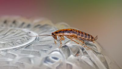 6 Cara Mengusir Kecoa di Rumah dengan Bahan Alami, Praktis dan Hemat