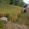 KA Parcel Temper Orang Tak Dikenal di Jalur Karangsari-Patuguran