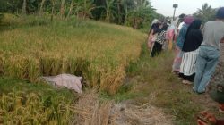 KA Parcel Temper Orang Tak Dikenal di Jalur Karangsari-Patuguran